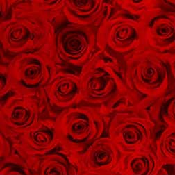 Forever - red