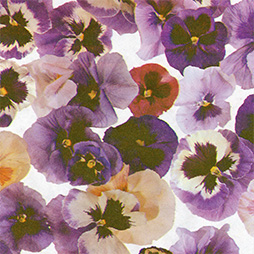 Viola - farbig