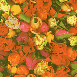 Tulpis - farbig
