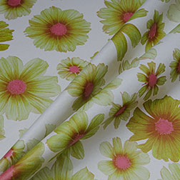 Cosmea - grün-rosa
