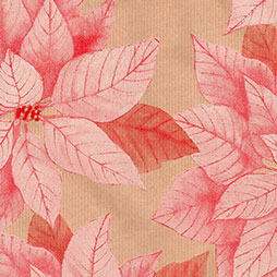 Poinsettia - rosa-weiß