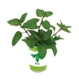 Easy Planting - Kräuterdose - Mint