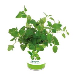 Easy Planting - Kräuterdose - Oregano