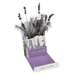 Lavender - Pflanzengrußkarte